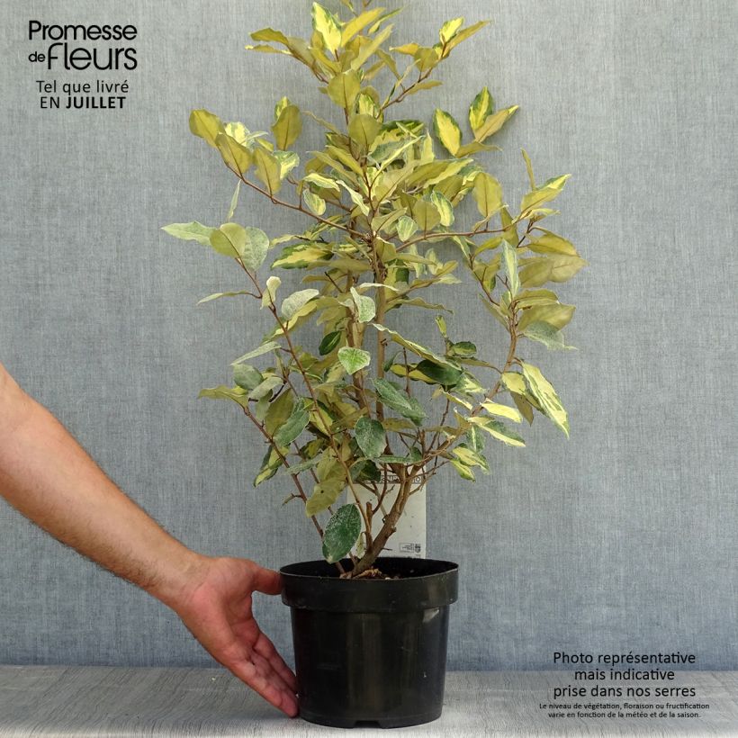 Amostra de Elaeagnus ebbingei Eleador Vaso de 3 L/4 L tal como entregue no verão