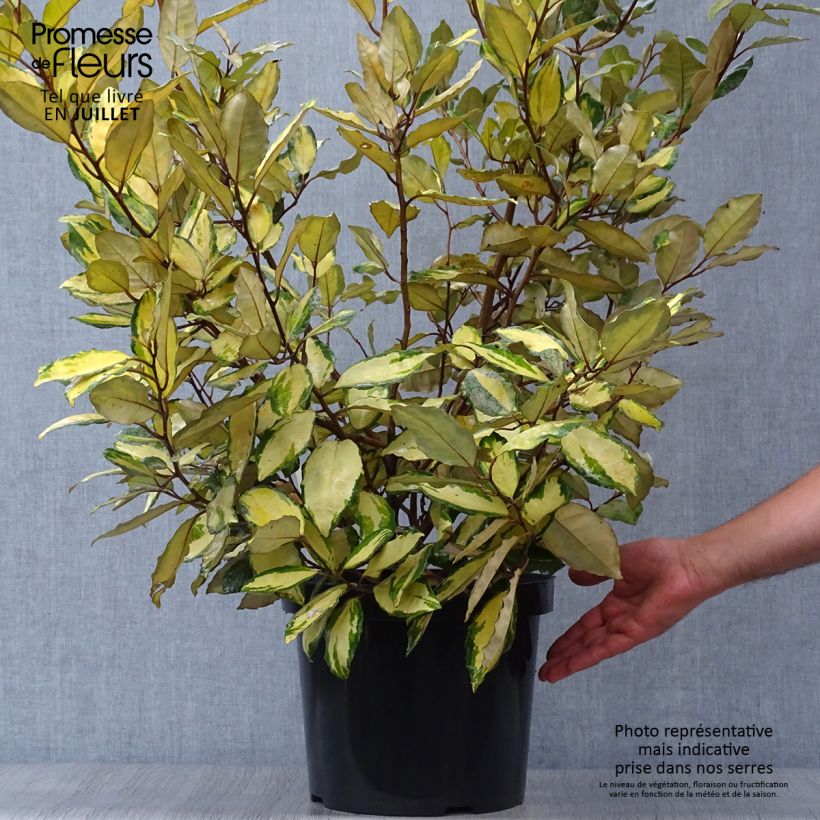 Amostra de Elaeagnus ebbingei Eleador Vaso de 7,5 L/10 L tal como entregue no verão