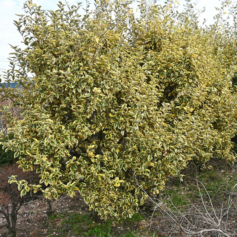 Elaeagnus ebbingei Gilt Edge (Hábito)