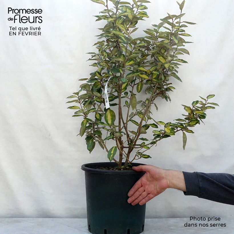 Amostra de Elaeagnus ebbingei Limelight - Chalef de Ebbing Vaso de 7,5 L/10 L tal como entregue no inverno