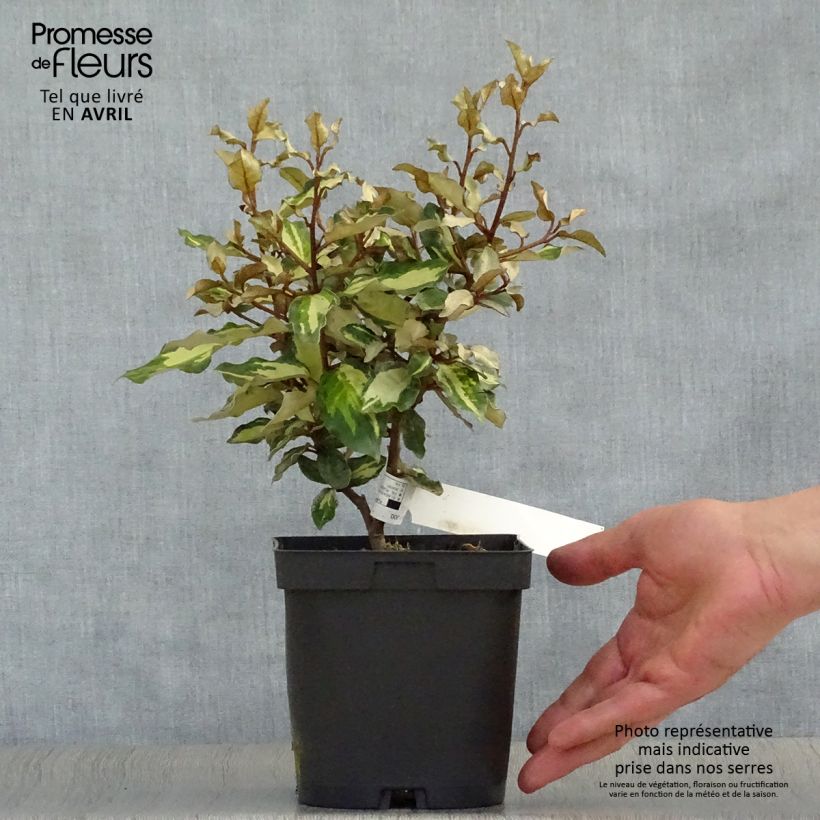 Amostra de Elaeagnus ebbingei Maryline Vaso de 2 L/3 L tal como entregue na primavera