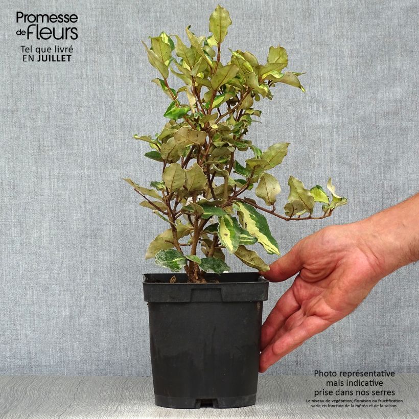 Amostra de Elaeagnus ebbingei Maryline Vaso de 2 L/3 L tal como entregue no verão