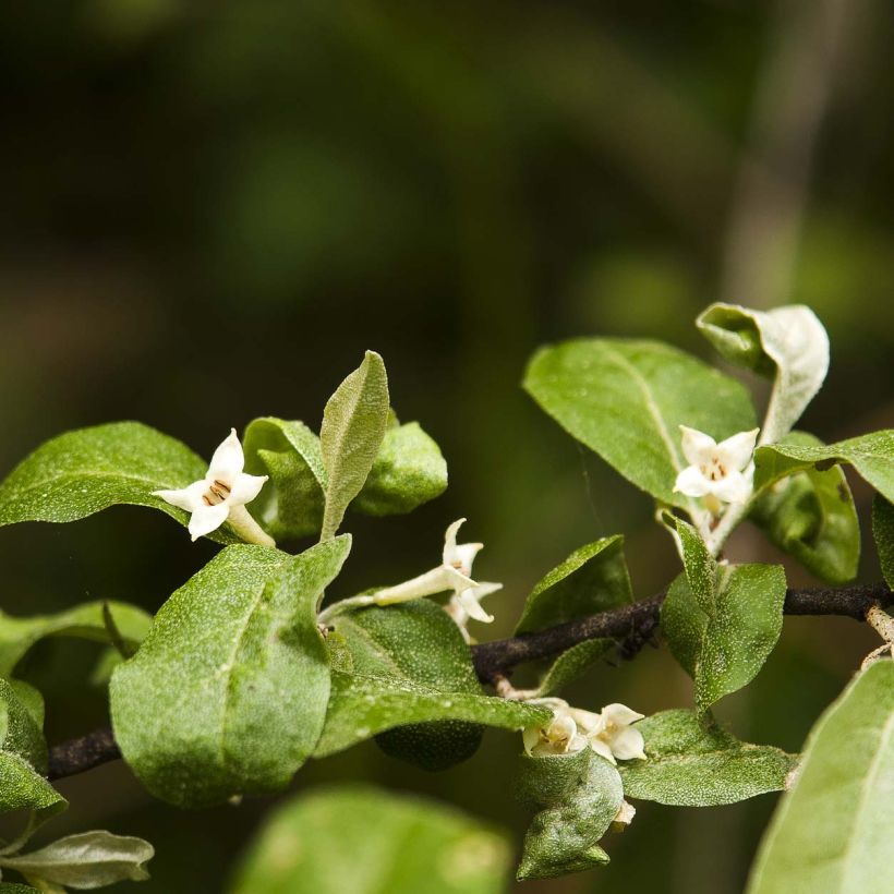 Goumi do Japão - Elaeagnus multiflora (Floração)
