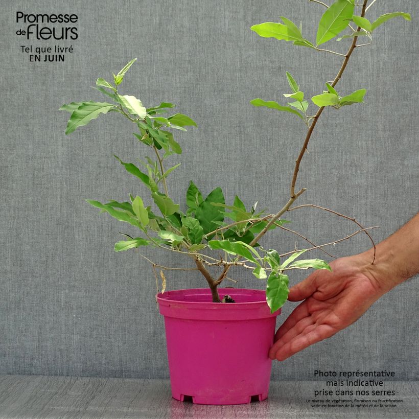Amostra de Goumi do Japão - Elaeagnus multiflora Vaso de 2 L/3 L tal como entregue no verão