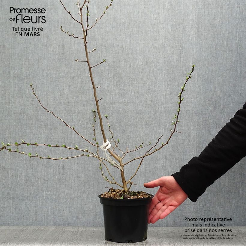 Amostra de Goumi do Japão - Elaeagnus multiflora Vaso de 2 L/3 L tal como entregue na primavera