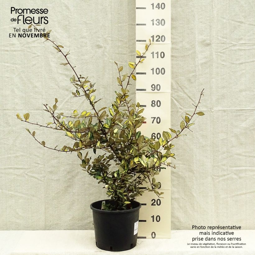 Amostra de Eleagno-espinhoso Maculata - Elaeagnus pungens Vaso de 7,5 L/10 L tal como entregue no outono