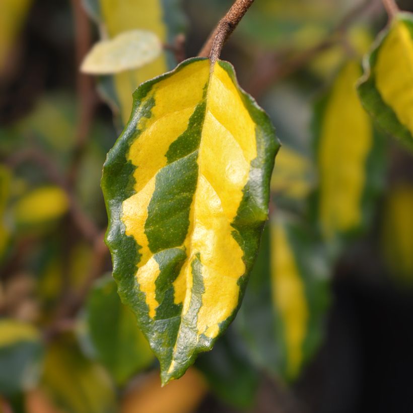 Eleagno-espinhoso Maculata - Elaeagnus pungens (Folhagem)