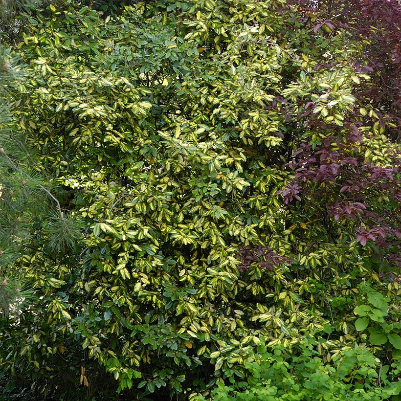 Eleagno-espinhoso Maculata - Elaeagnus pungens (Hábito)