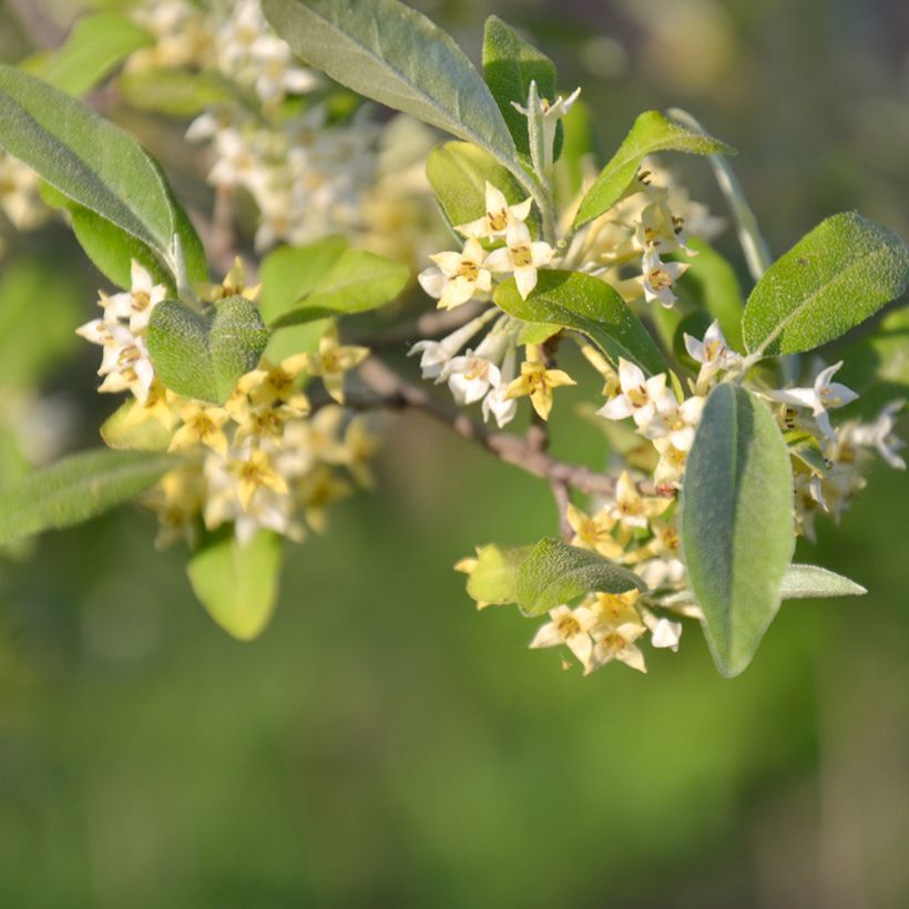Groselha-dos-açores Amoroso - Elaeagnus umbellata (Floração)