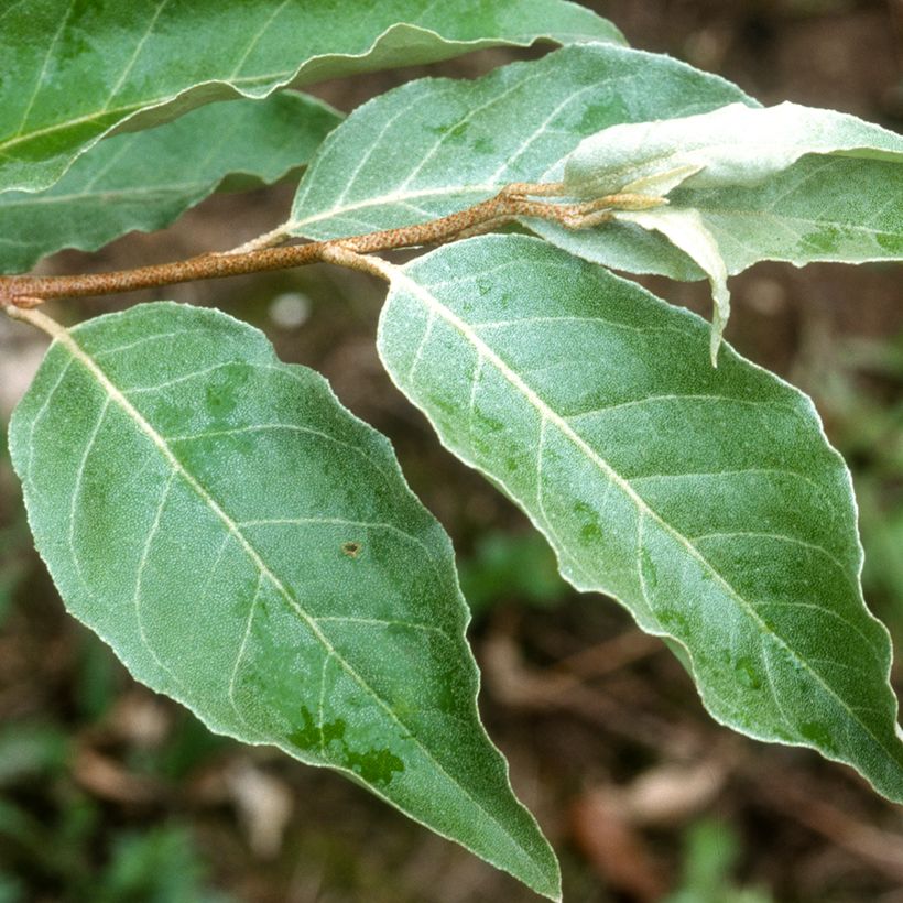 Groselha-dos-açores - Elaeagnus umbellata (Folhagem)