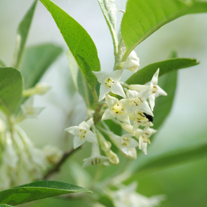 Groselha-dos-açores - Elaeagnus umbellata (Floração)
