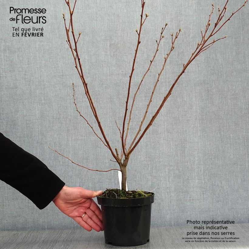 Amostra de Groselha-dos-açores - Elaeagnus umbellata Vaso de 7,5 L/10 L tal como entregue no inverno