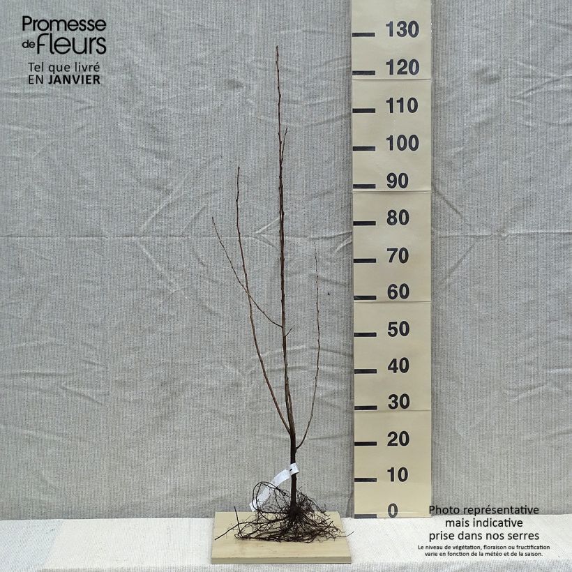 Amostra de Groselha-dos-açores - Elaeagnus umbellata Raízes nuas tal como entregue no inverno