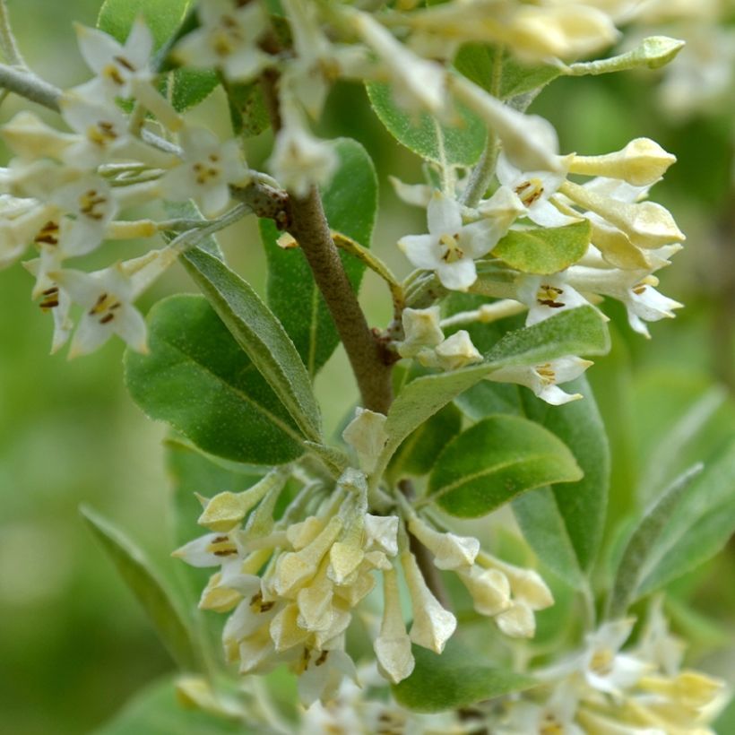 Groselha-dos-açores Fortunella - Elaeagnus umbellata (Floração)