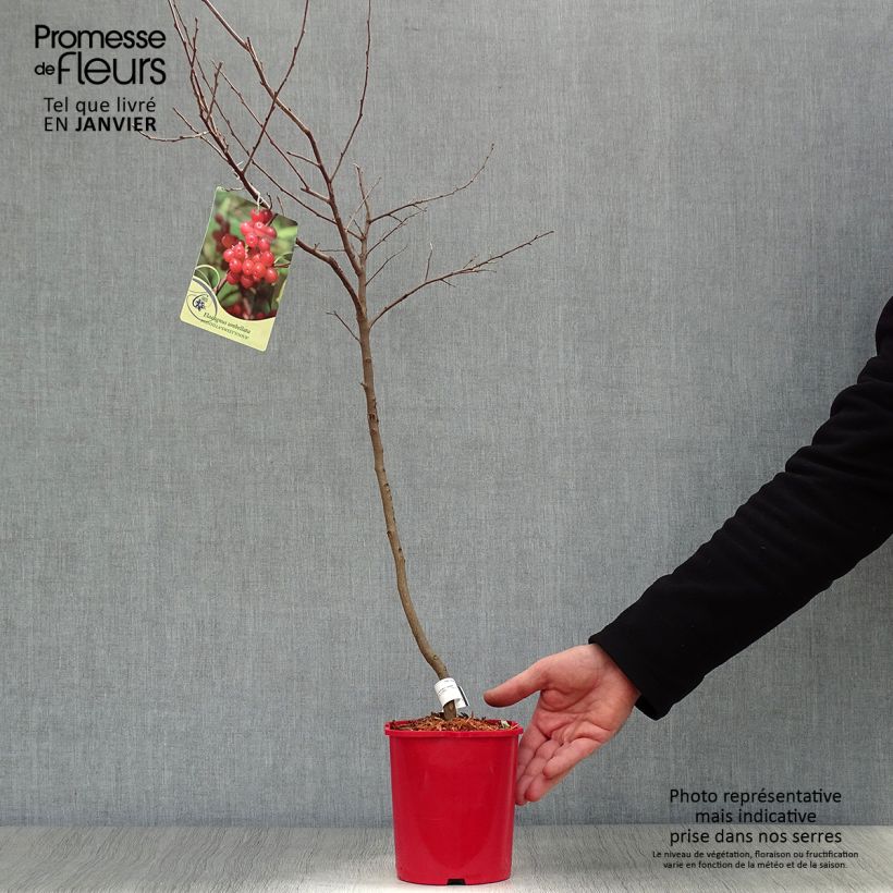 Amostra de Elaeagnus umbellata Pointilla® Sweet'N'Sour'® - Chalef d'automne à baies de goumi rouge Vaso de 2 L/3 L tal como entregue no inverno