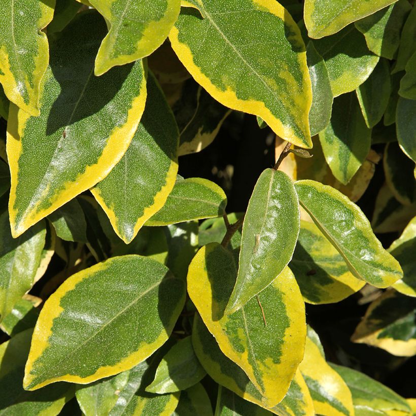 Elaeagnus ebbingei Viveleg (Folhagem)