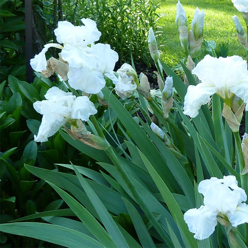 Iris germanica Immortality (Floração)