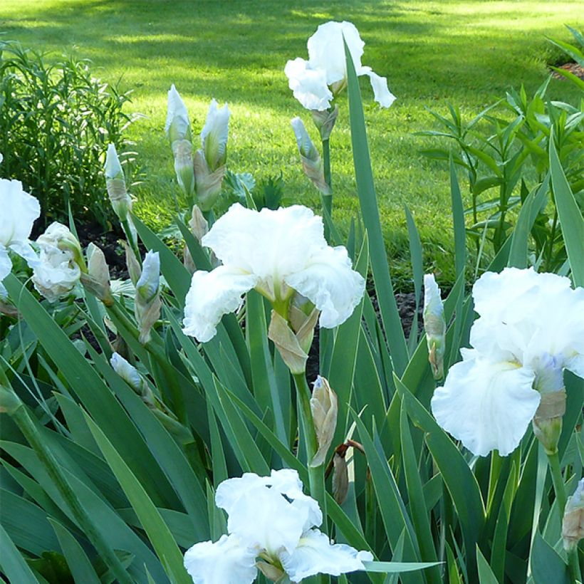 Iris germanica Immortality (Hábito)