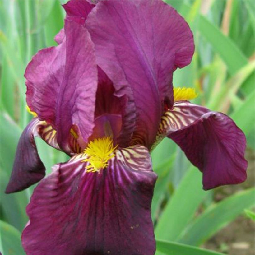 Iris germanica Red Orchid (Floração)