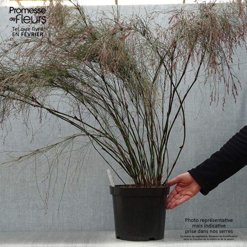 Amostra de Elegia capensis Vaso de 7,5 L/10 L tal como entregue no inverno