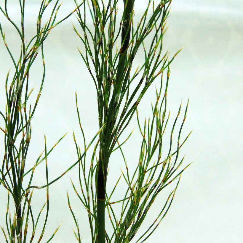 Elegia capensis (Folhagem)