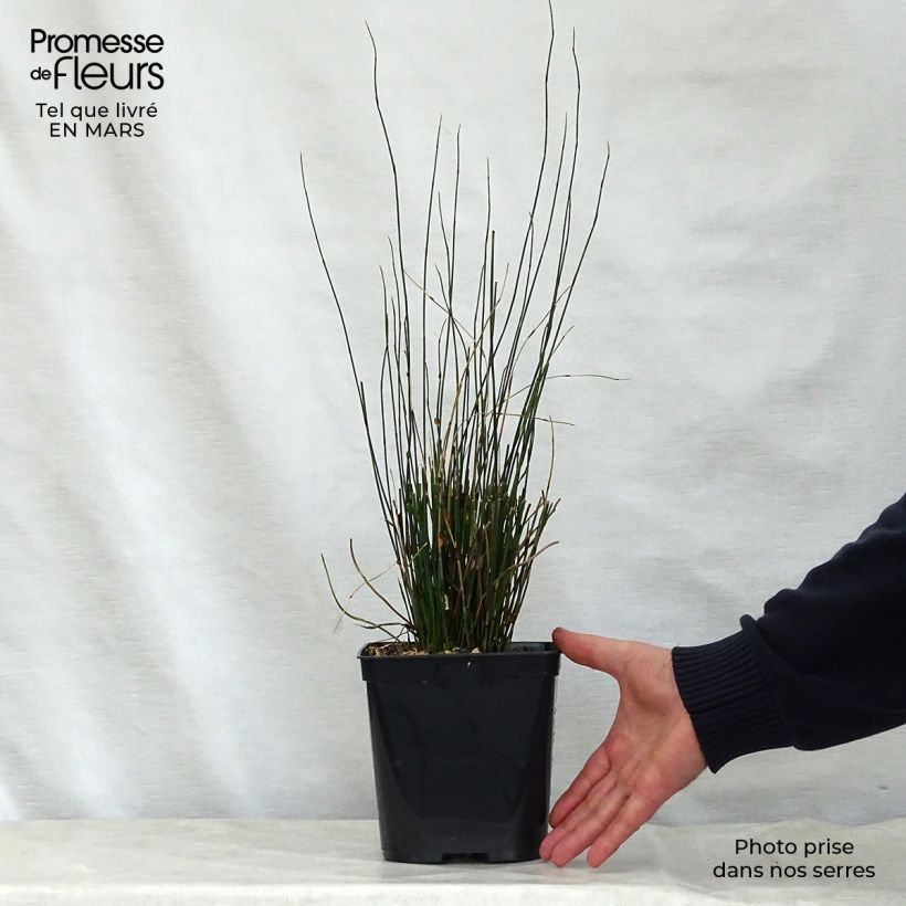 Amostra de Elegia tectorum Fish Hoek - Restio Pot de 1L/1,5L tal como entregue na primavera