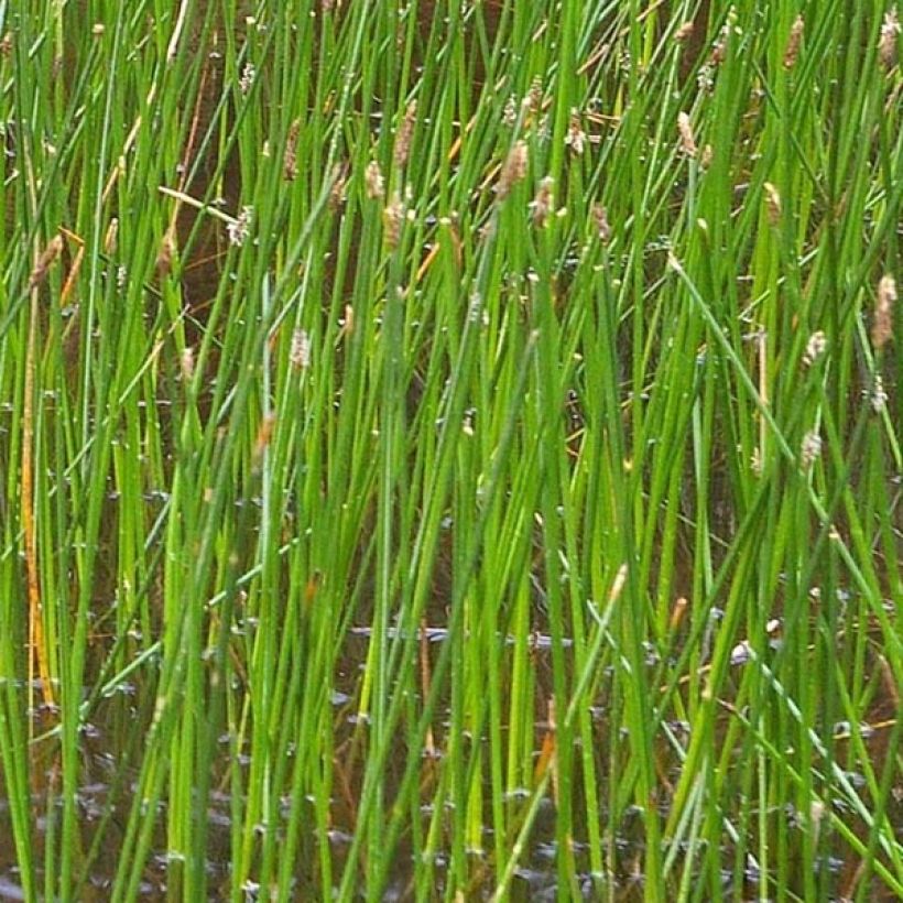 Eleocharis palustris (Folhagem)