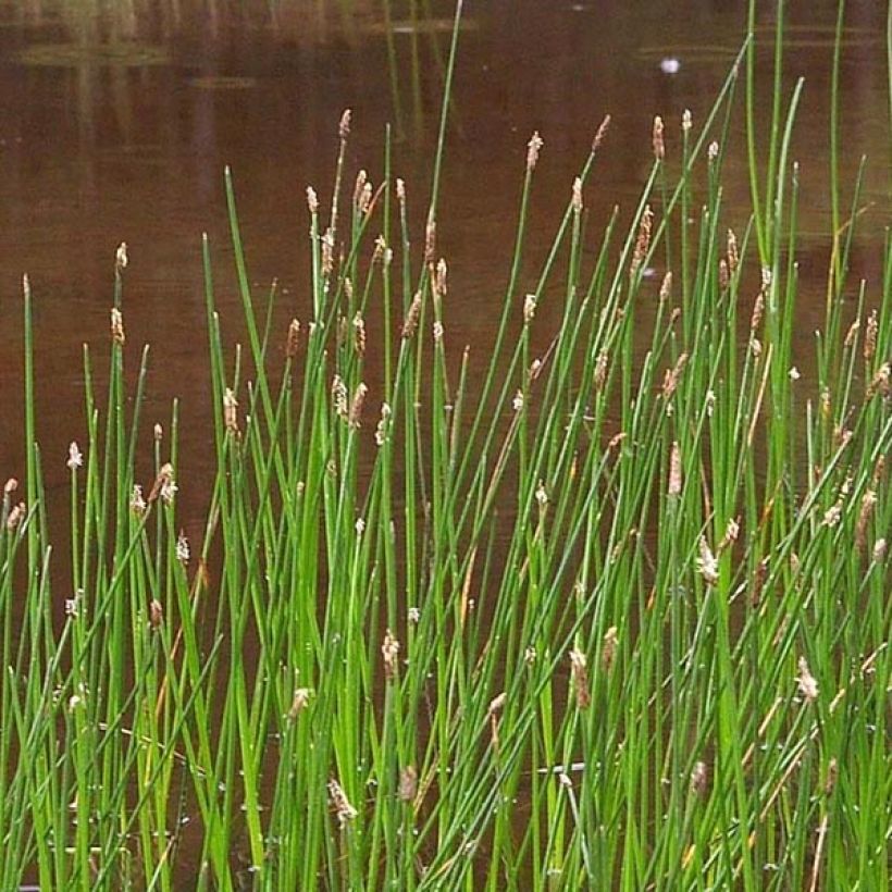 Eleocharis palustris (Floração)