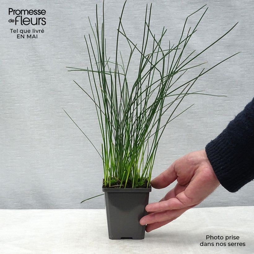 Amostra de Eleocharis palustris Vaso de 8/9 cm tal como entregue na primavera