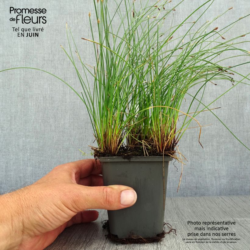 Amostra de Eleocharis palustris Vaso de 8/9 cm tal como entregue no verão