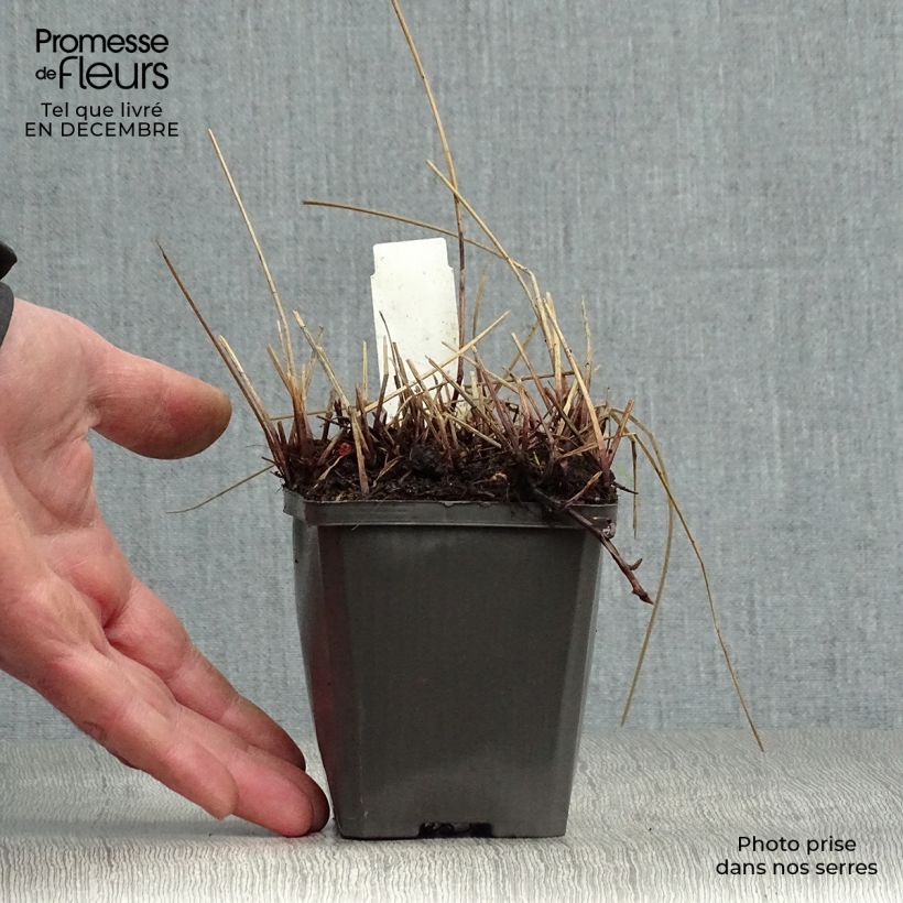 Amostra de Eleocharis palustris - Scirpe des marais  Vaso de 8/9 cm tal como entregue no inverno