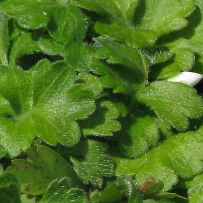 Ellisiophyllum pinnatum (Folhagem)