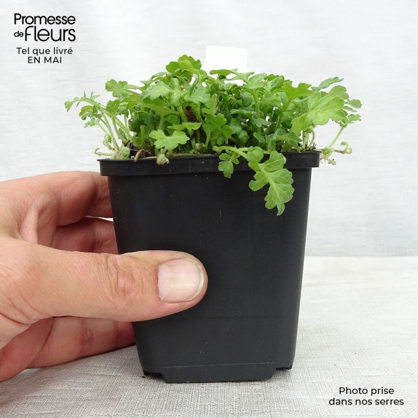 Amostra de Ellisiophyllum pinnatum Vaso de 8/9 cm tal como entregue na primavera