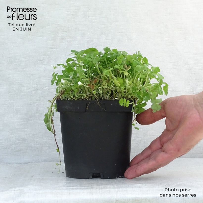 Amostra de Ellisiophyllum pinnatum Vaso de 8/9 cm tal como entregue no verão