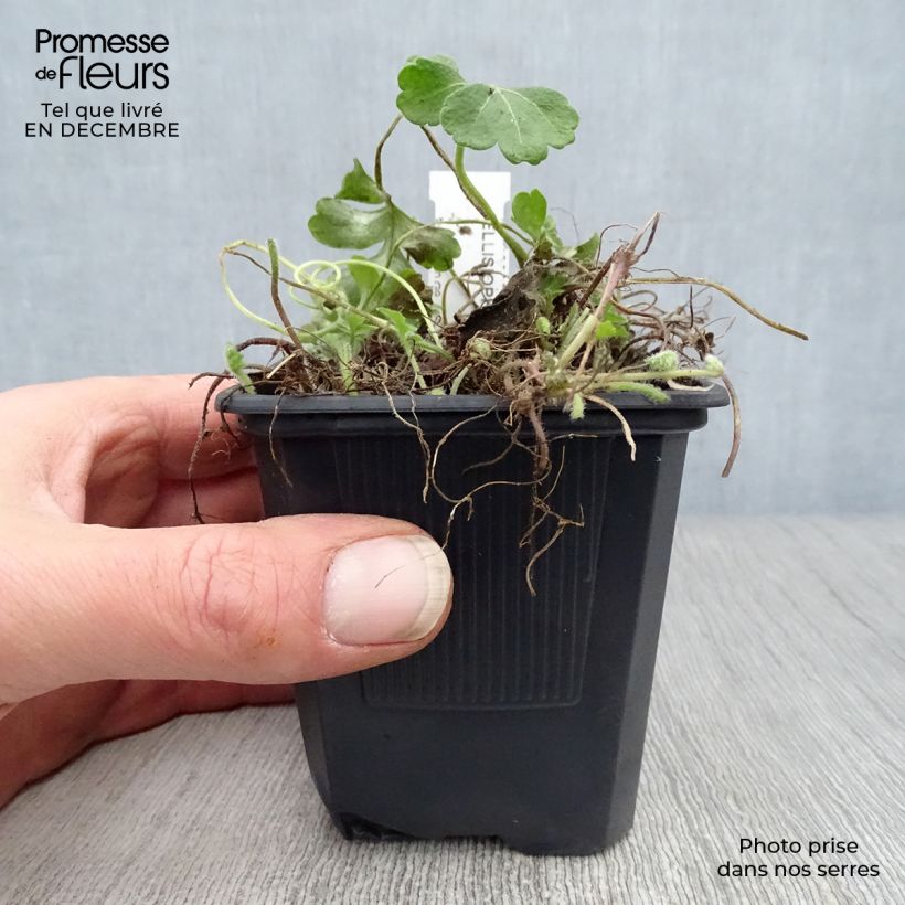 Amostra de Ellisiophyllum pinnatum Vaso de 8/9 cm tal como entregue no inverno