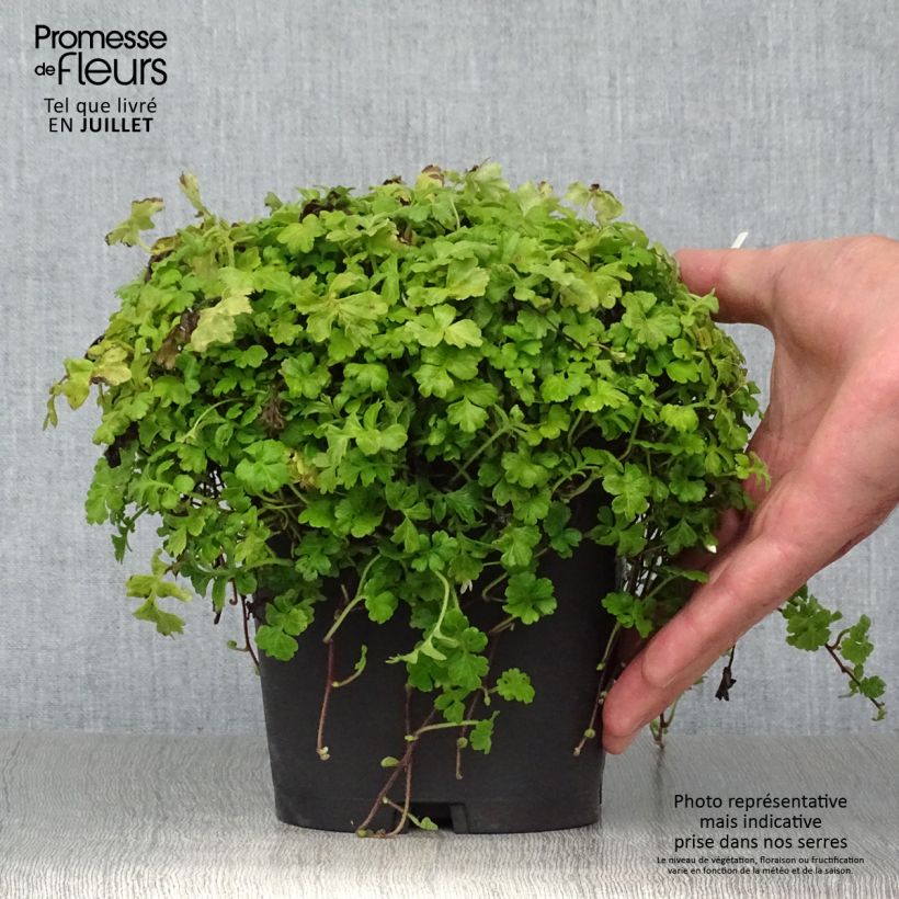 Amostra de Ellisiophyllum pinnatum Vaso de 2 L/3 L tal como entregue no verão