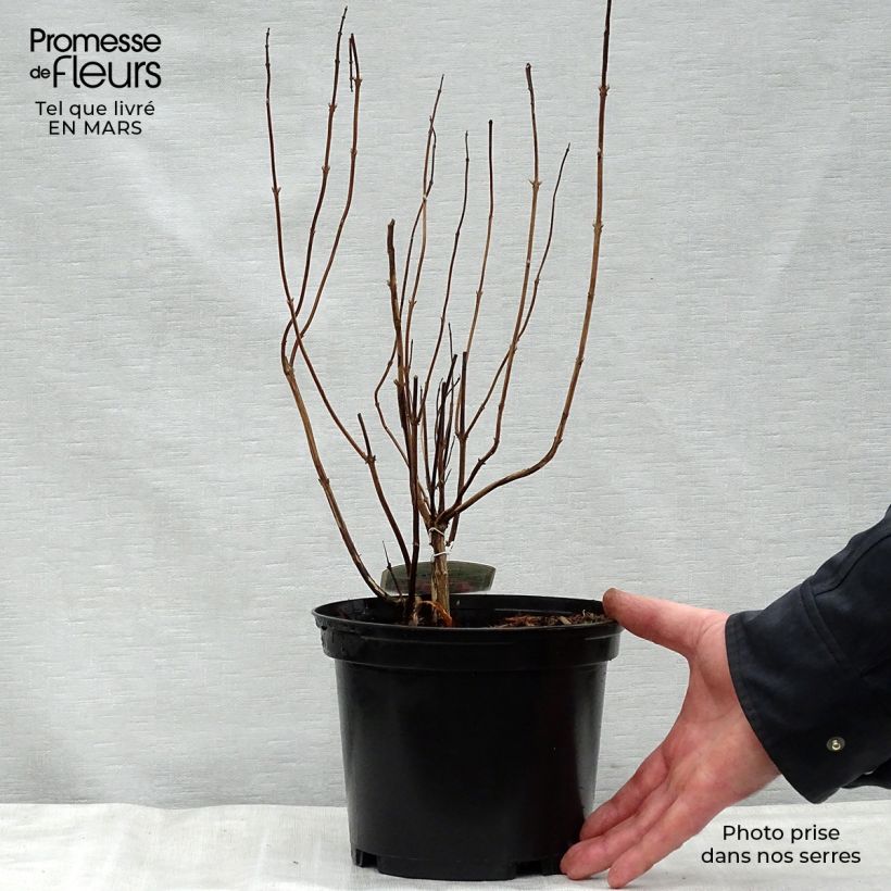 Amostra de Elsholtzia stauntonii Vaso de 2 L/3 L tal como entregue na primavera