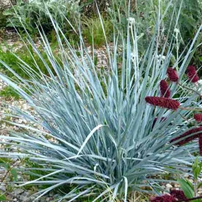 Elymus magellanicus (Hábito)