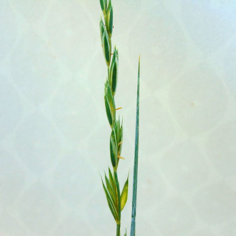 Elymus magellanicus (Floração)