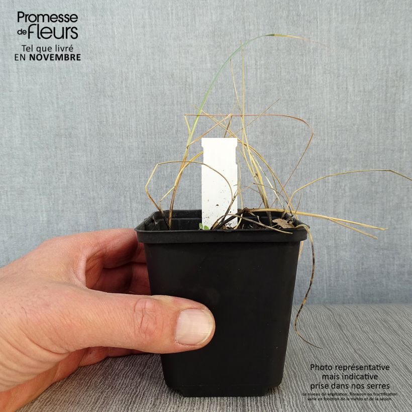 Amostra de Elymus magellanicus Vaso de 8/9 cm tal como entregue no outono
