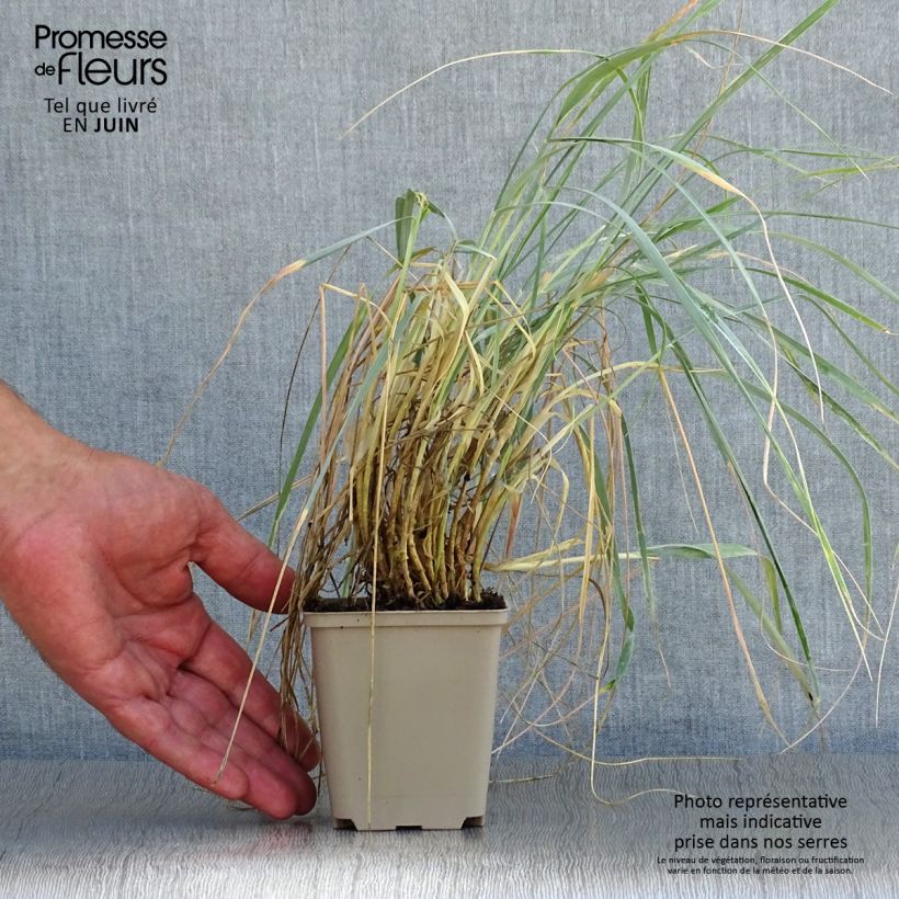 Amostra de Elymus magellanicus Vaso de 8/9 cm tal como entregue no verão
