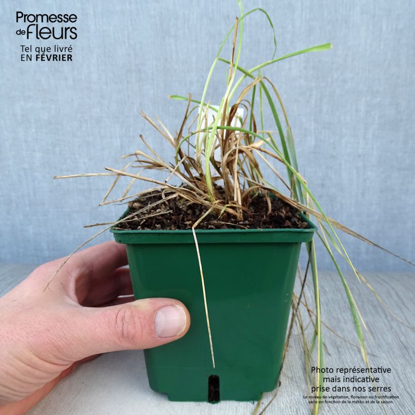 Amostra de Elymus magellanicus Vaso de 8/9 cm tal como entregue no inverno