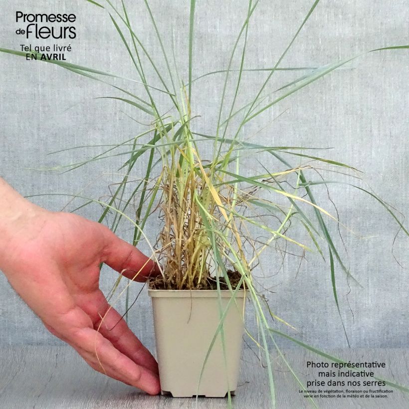 Amostra de Elymus magellanicus Vaso de 8/9 cm tal como entregue na primavera