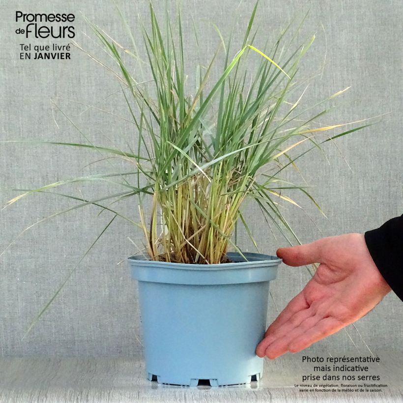 Amostra de Elymus magellanicus Vaso de 2 L/3 L tal como entregue no inverno