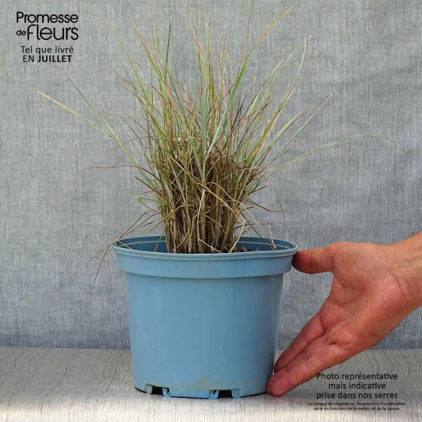 Amostra de Elymus magellanicus Vaso de 2 L/3 L tal como entregue no verão