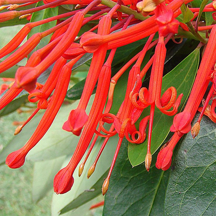 Embothrium coccineum (Floração)