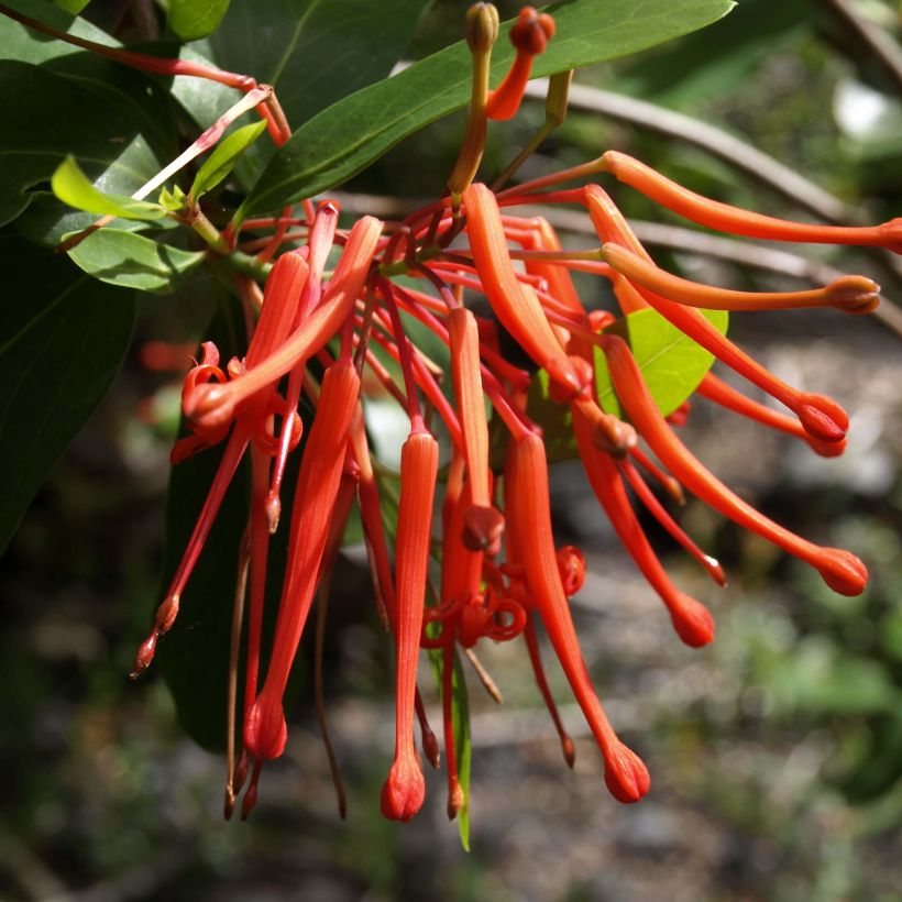 Embothrium coccineum var. lanceolatum (Floração)