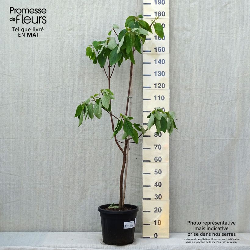 Amostra de Emmenopterys henryi Vaso de 12 L/15 L tal como entregue na primavera