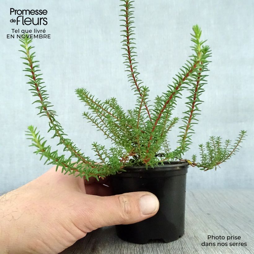 Amostra de Empetrum nigrum Vaso de 10 cm/11 cm tal como entregue no outono