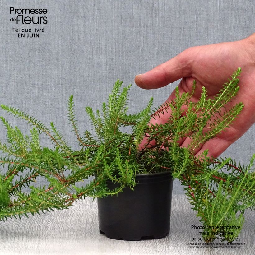 Amostra de Empetrum nigrum Vaso de 10 cm/11 cm tal como entregue no verão
